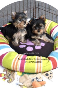 Ausilk - Yorkshire Terrier