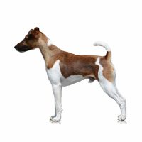 Fox Terrier Smoothcoat