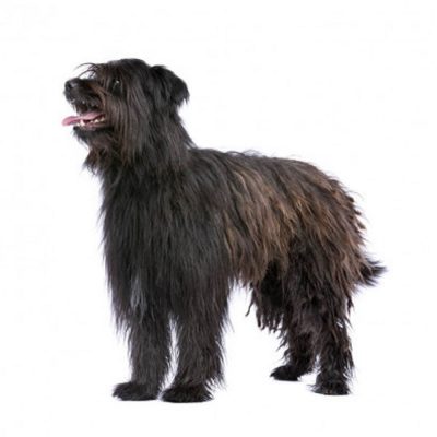 Pyrenean Sheepdog Longhaired